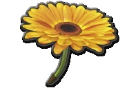 Flower Glider